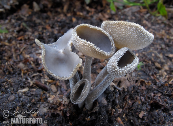 Grauer Langfüssler (Helvella macropus)