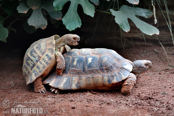 Griechische Landschildkröte (Testudo hermanni)