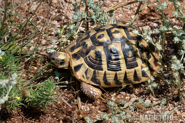 Griechische Landschildkröte (Testudo hermanni)