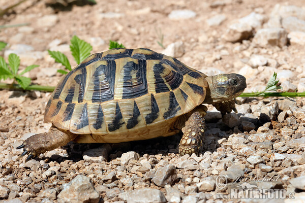 Griechische Landschildkröte (Testudo hermanni)