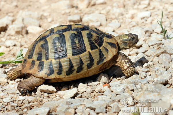 Griechische Landschildkröte (Testudo hermanni)