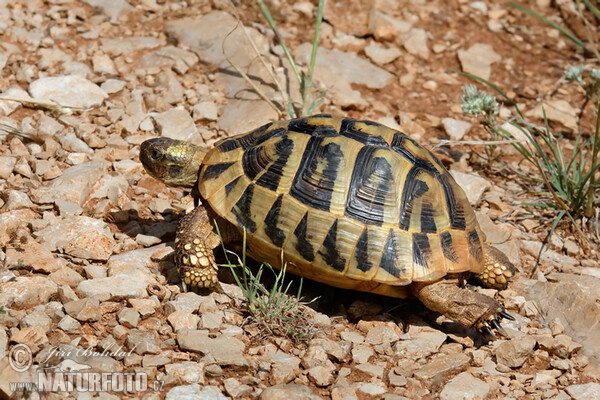 Griechische Landschildkröte (Testudo hermanni)