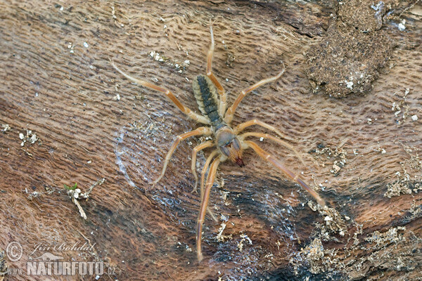 Griechische Walzenspinne (Galeodes graecus)