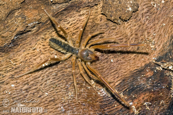 Griechische Walzenspinne (Galeodes graecus)