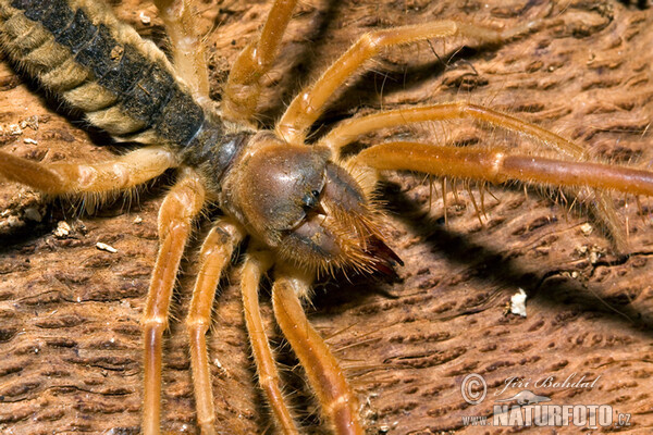 Griechische Walzenspinne (Galeodes graecus)