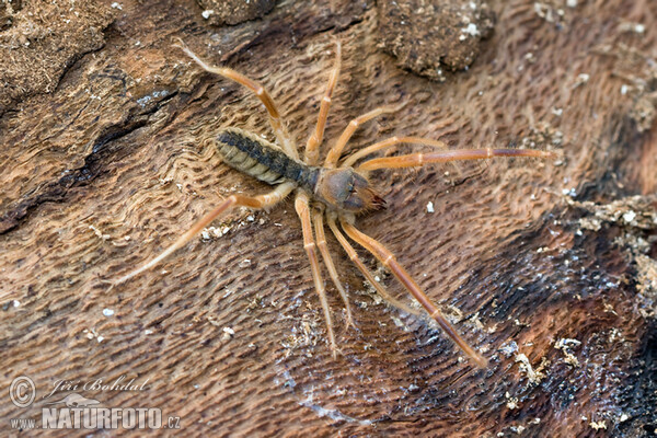 Griechische Walzenspinne (Galeodes graecus)