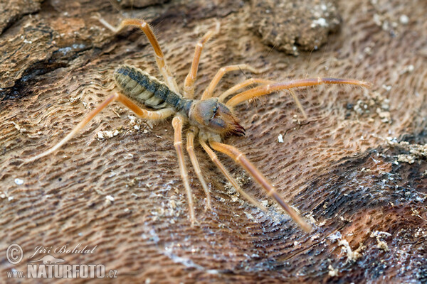 Griechische Walzenspinne