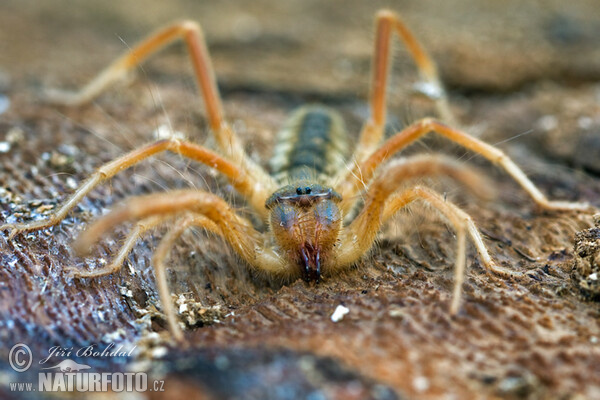 Griechische Walzenspinne (Galeodes graecus)