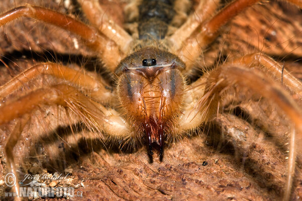 Griechische Walzenspinne (Galeodes graecus)