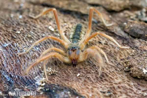 Griechische Walzenspinne (Galeodes graecus)