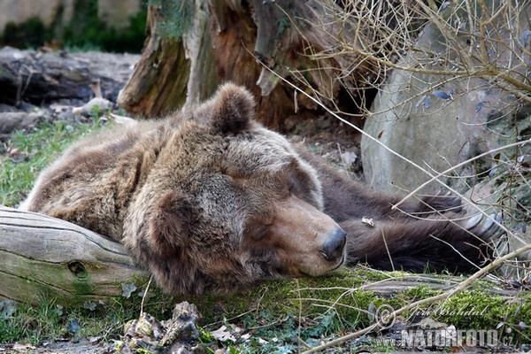 Grizzlybär (Ursus arctos horribilis)