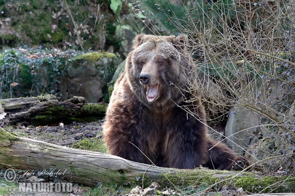 Grizzlybär (Ursus arctos horribilis)