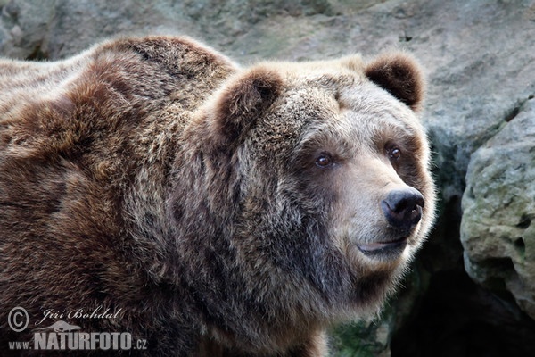 Grizzlybär (Ursus arctos horribilis)