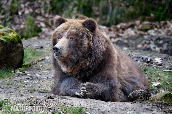 Grizzlybär (Ursus arctos horribilis)