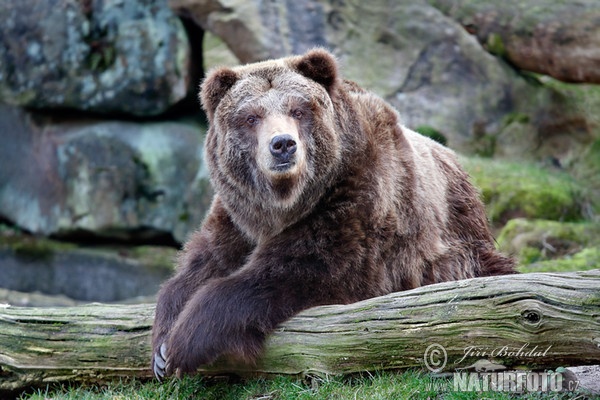 Grizzlybär (Ursus arctos horribilis)