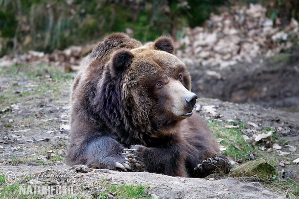 Grizzlybär (Ursus arctos horribilis)