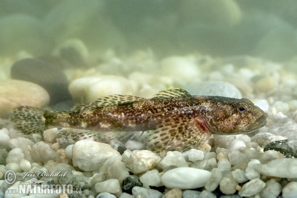 Groppe (Cottus gobio)