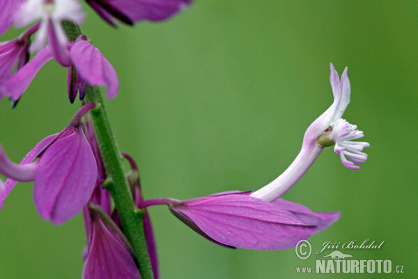 Groß Kreuzblume (Polygala major)