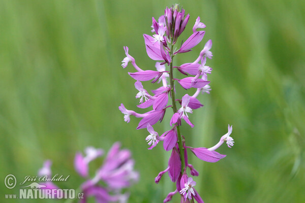 Groß Kreuzblume (Polygala major)