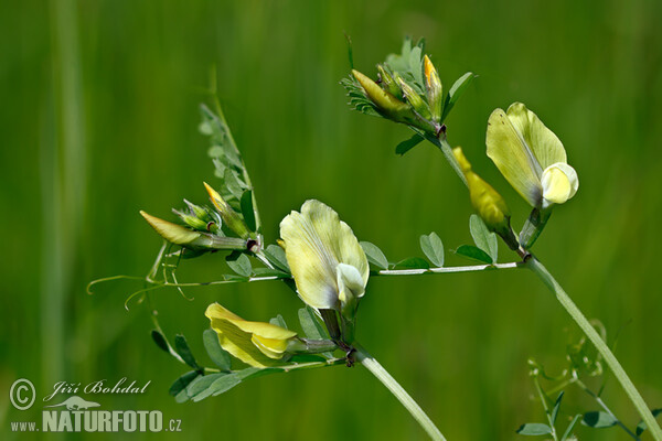 Großblutige Wicke (Vicia grandiflora)