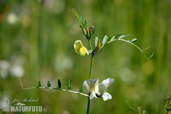 Großblutige Wicke (Vicia grandiflora)