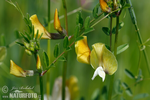 Großblutige Wicke (Vicia grandiflora)