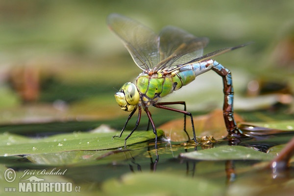 Grosse Königslibelle (Anax imperator)