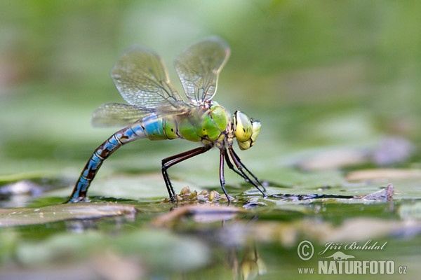 Grosse Königslibelle (Anax imperator)