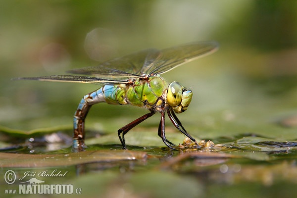 Grosse Königslibelle (Anax imperator)