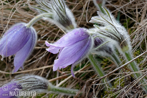 Große Kuhschelle (Pulsatilla grandis)