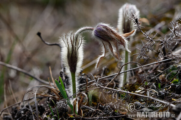 Große Kuhschelle (Pulsatilla grandis)