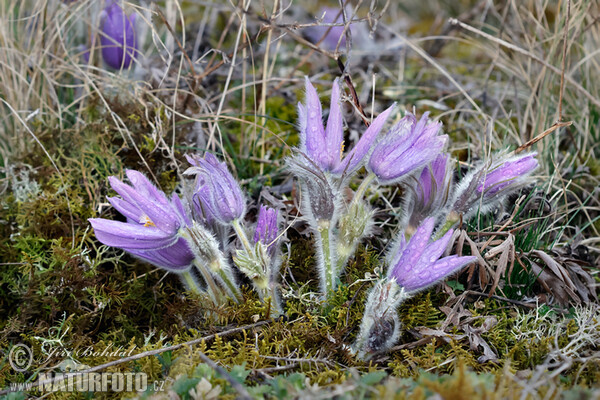 Große Kuhschelle (Pulsatilla grandis)