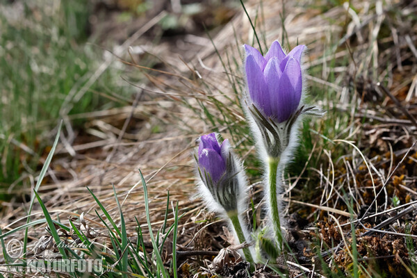 Große Kuhschelle (Pulsatilla grandis)