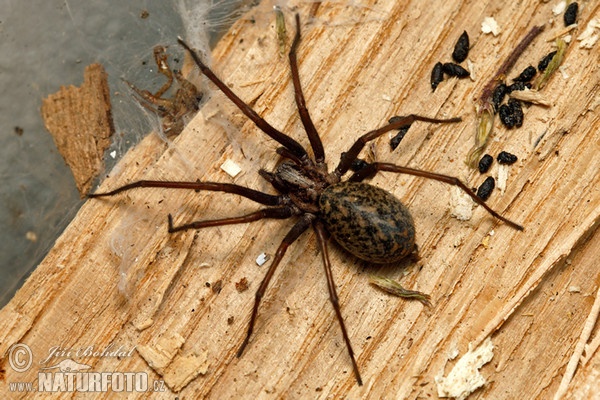 Große Winkelspine (Eratigena atrica)