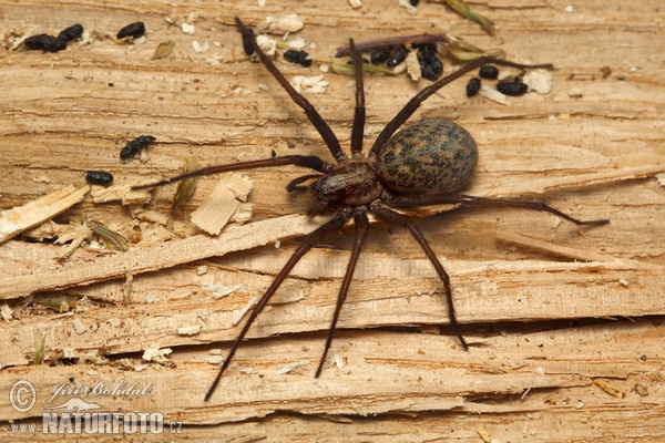 Große Winkelspinne (Eratigena atrica)