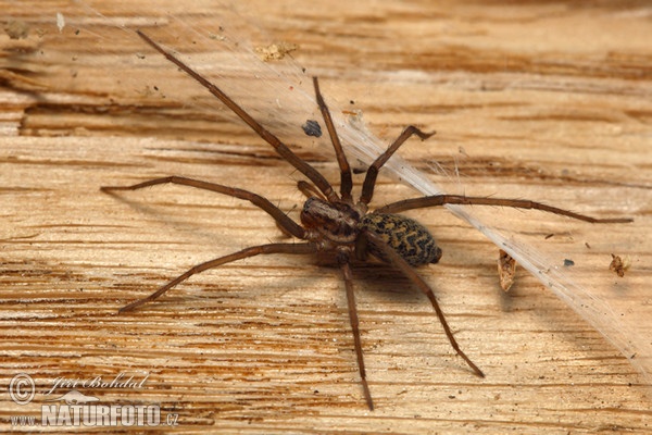 Große Winkelspinne (Eratigena atrica)