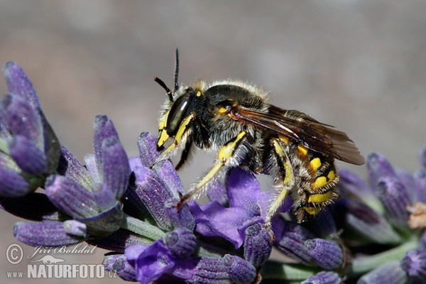 Große Wollbiene (Athidium manicatum)