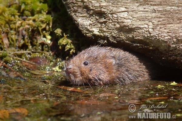 Große Wühlmaus, Schermaus (Arvicola amphibius)