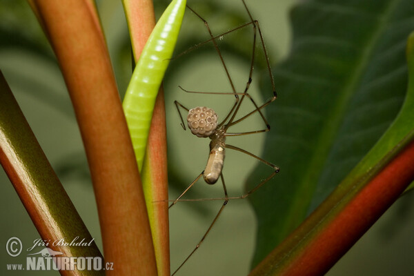 Große Zitterspinne (Pholcus phalangioides)