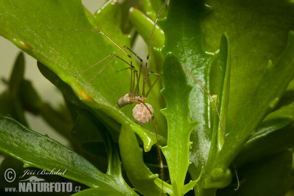 Große Zitterspinne (Pholcus phalangioides)