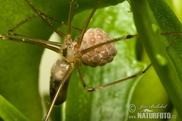 Große Zitterspinne (Pholcus phalangioides)