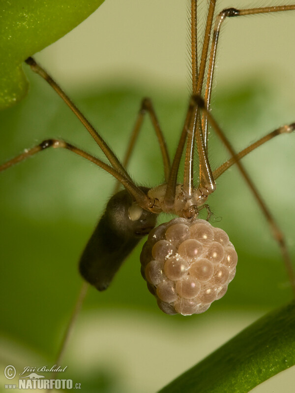 Große Zitterspinne (Pholcus phalangioides)