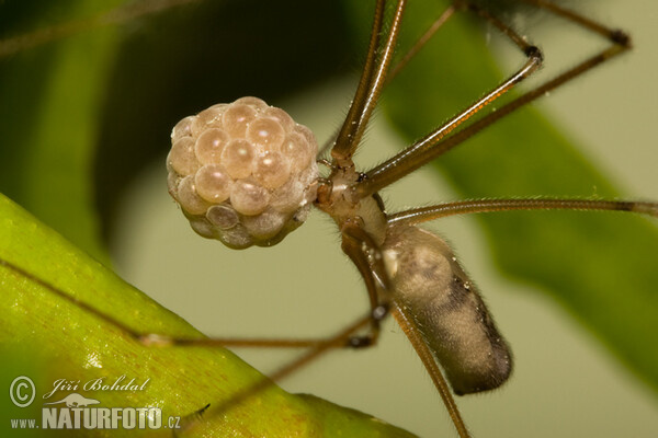 Große Zitterspinne (Pholcus phalangioides)