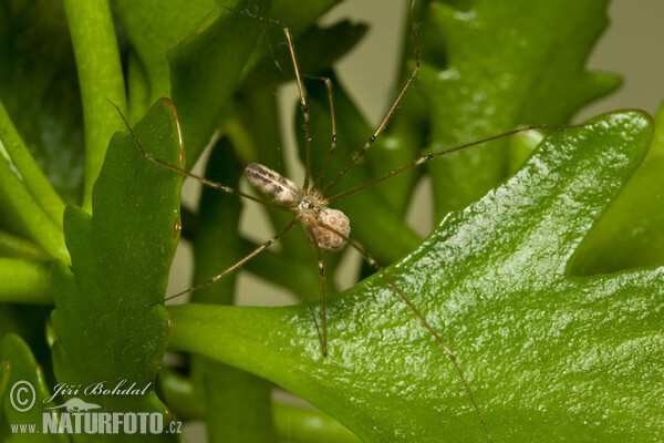 Große Zitterspinne (Pholcus phalangioides)