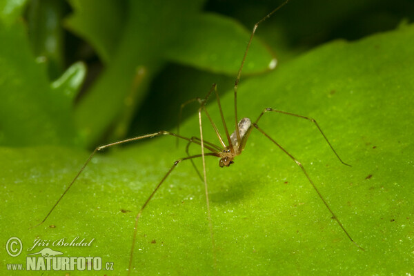 Große Zitterspinne (Pholcus phalangioides)