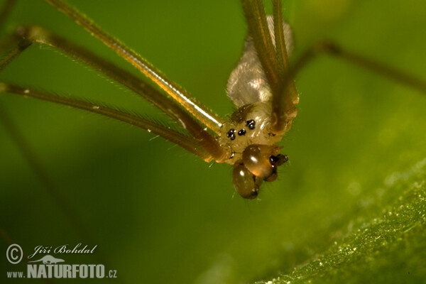 Große Zitterspinne (Pholcus phalangioides)