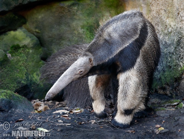 Großer Ameisenbär (Myrmecophaga tridactyla)