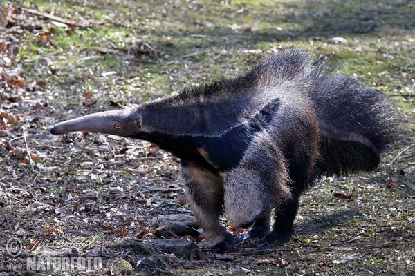 Großer Ameisenbär (Myrmecophaga tridactyla)