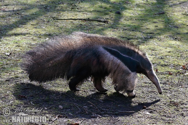 Großer Ameisenbär (Myrmecophaga tridactyla)