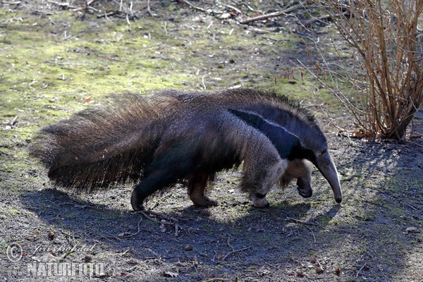 Großer Ameisenbär (Myrmecophaga tridactyla)